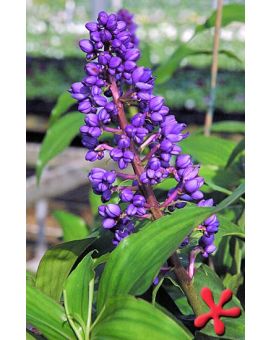 Dichorisandra thyrsiflora 'Blue Ginger'