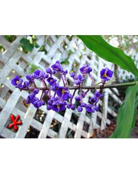 Dichorisandra thyrsiflora 'Blue Ginger'