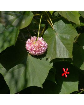 Dombeya x seminole 