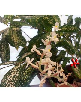 Draceana godseffiana 'Florida Beauty'