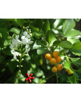 Duranta erecta alba
