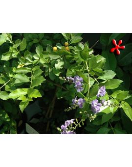 Duranta repens Blue