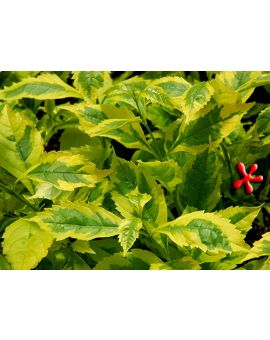 Duranta repens 'Gold Edge'