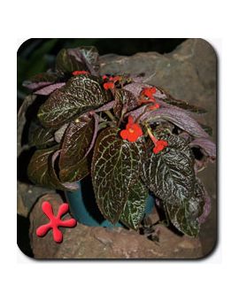 Episcia corduroy