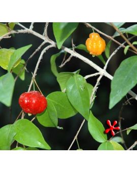 Eugenia uniflora 
