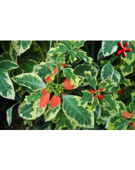 Euphorbia heterophylla 