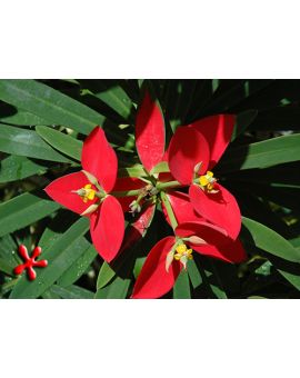 Euphorbia punicea 'Jamaican Poinsettia'