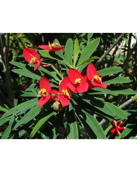 Euphorbia punicea 'Jamaican Poinsettia'