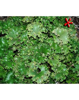 Farfugium japonicum 'Crispata' 