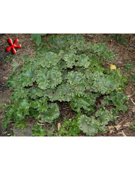 Farfugium japonicum 'Crispata' 