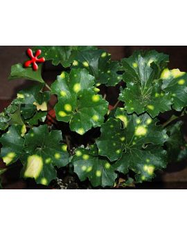 Farfugium japonicum 'Aureomaculatum'