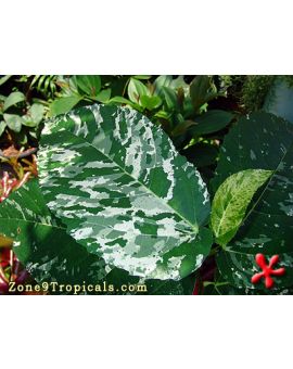 Ficus aspera 'Variegated Clown Fig'