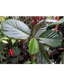 Ficus dammaropsis 'Dinner Plate Fig'