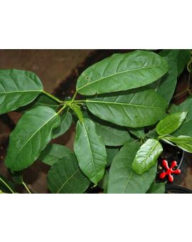 Ficus lacor