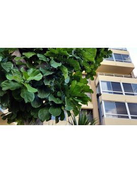 Ficus lyrata 'Fiddle-Leaf Fig'