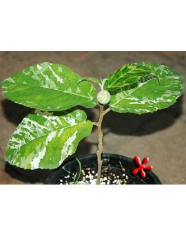 Ficus aspera 'Variegated Clown Fig'
