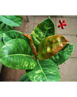 Ficus 'Variegated Rubber Tree'