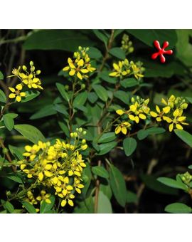 Galphimia glauca 'Thryallis'