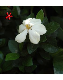 Gardenia jasminoides 'White Gem'