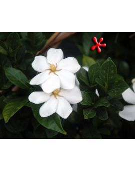 Gardenia jasminoides 'White Gem'