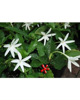 Gardenia nitida 'Tubular Flowered Gardenia'