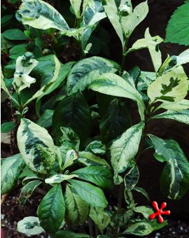 Gardenia sp. variegata 'Variegated Gardenia'