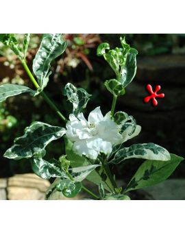 Gardenia sp. variegata 'Variegated Gardenia'