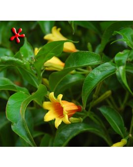 Hamelia cuprea 'Gold Bells'