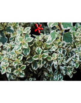 Hemizygia thomsoniae 'Candy Kisses'