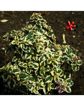 Hemizygia thomsoniae 'Candy Kisses'