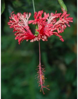 Hibiscus schizopetalus 'Japanese Lanterns'