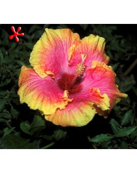 Hibiscus rosa-sinensis 'Bienvenue'