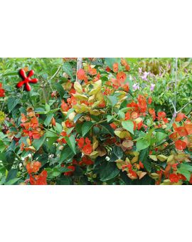 Holmskioldia sanguinea Copper 'Chinese Hat'