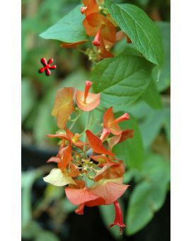 Holmskioldia sanguinea Copper 'Chinese Hat'