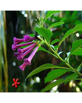 Iochroma cyaneum 'Indigo'