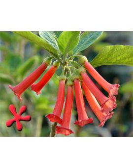 Iochroma fuchsioides