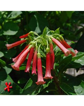 Iochroma 'Wine Red'