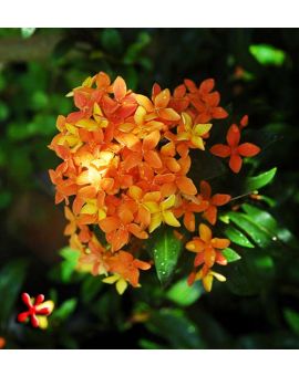 Ixora taiwanensis 'Orange' 'Dwarf Orange Ixora'