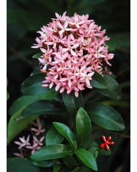 Ixora taiwanensis 'Pink' 'Dwarf Pink Ixora'