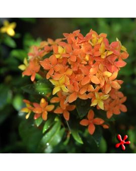 Ixora taiwanensis 'Orange' 'Dwarf Orange Ixora'