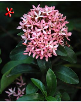 Ixora taiwanensis 'Pink' 'Dwarf Pink Ixora'
