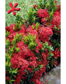Ixora taiwanensis Red 'Dwarf Red Ixora'