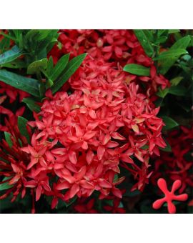 Ixora taiwanensis Red 'Dwarf Red Ixora'