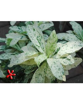 Ixora sp. Variegated