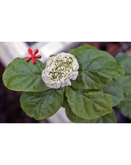 Jasminum sambac 