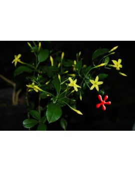 Jasminum odoratissimum 'Dwarf Yellow Jasmine'
