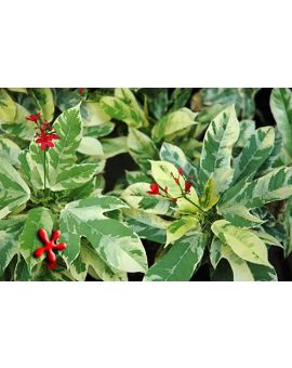 Jatropha integerrima 'Variegated Jatropha'