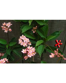 Jatropha integerrima 'rosea' 'Pink Princess'