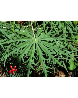 Jatropha multifida 'Coral Plant'