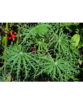 Jatropha multifida 'Coral Plant'